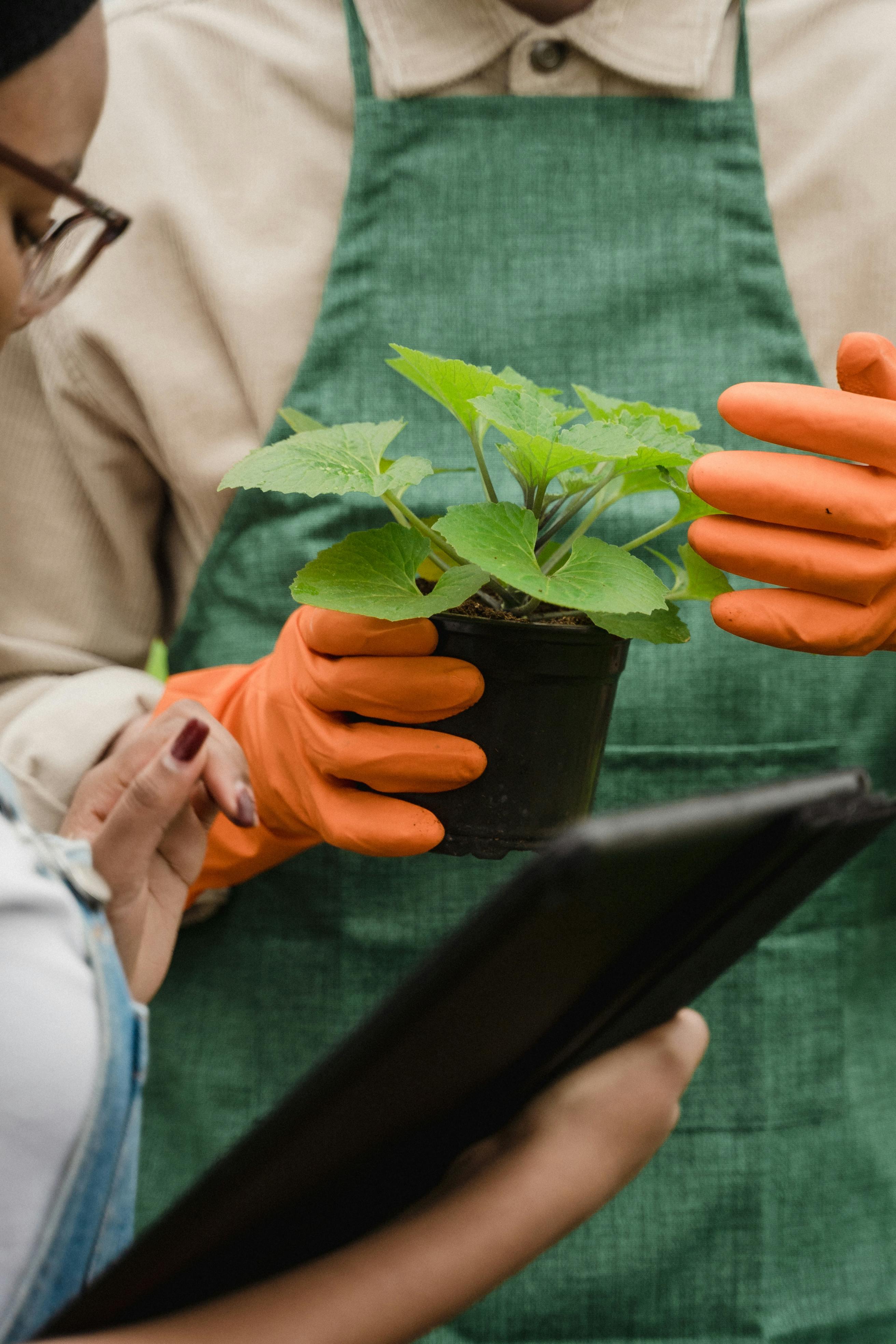 Lush indoor houseplants