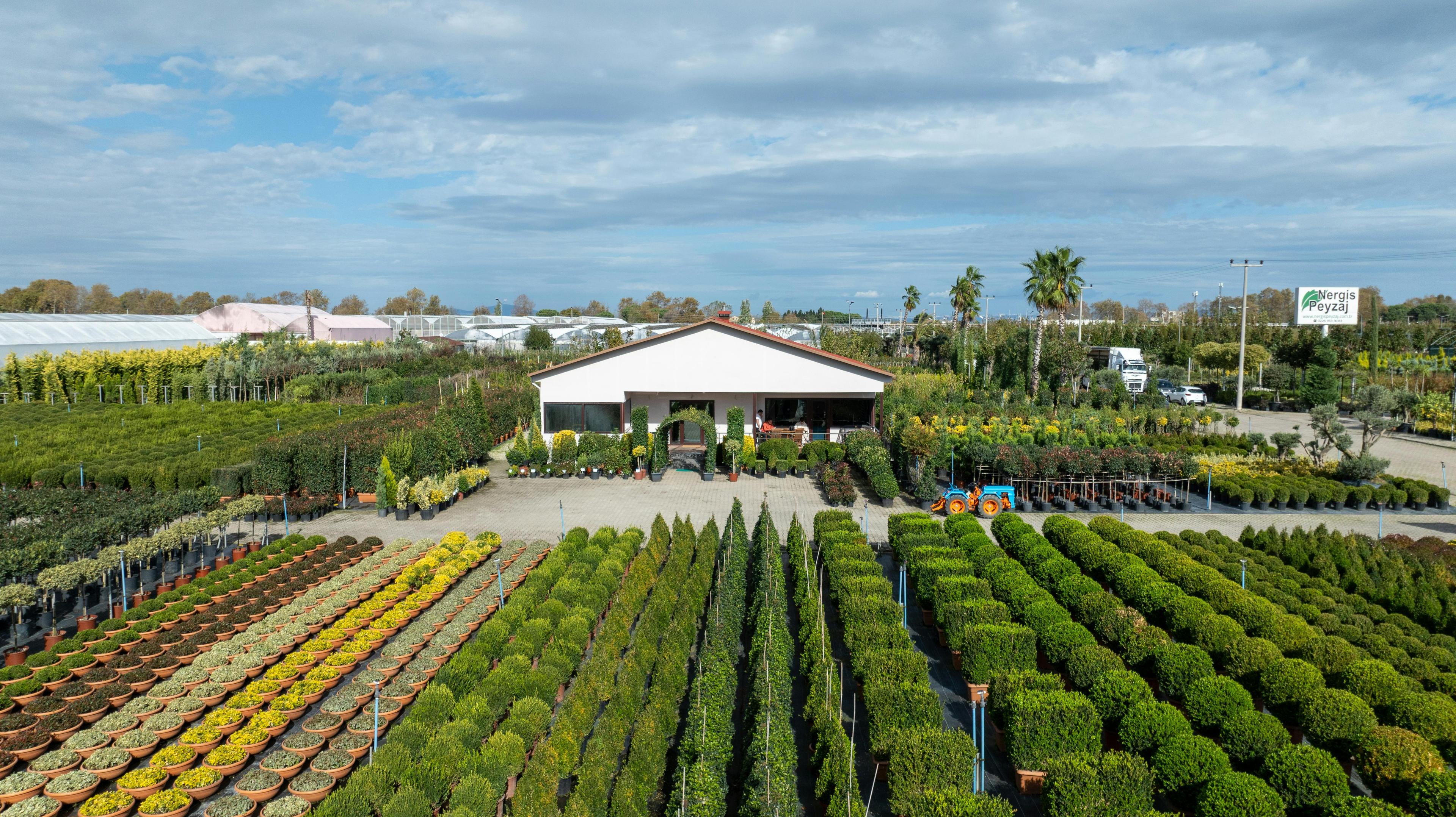 Trees and shrubs in a nursery