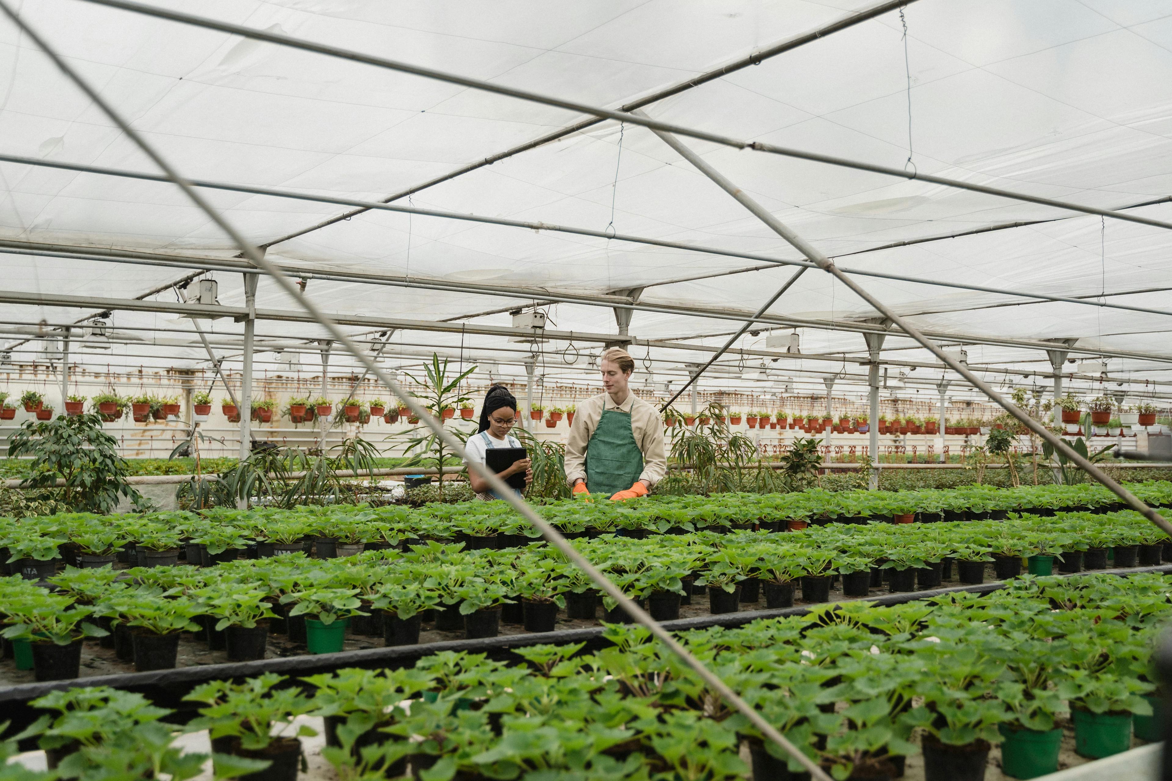 Clover Garden Centre in full bloom