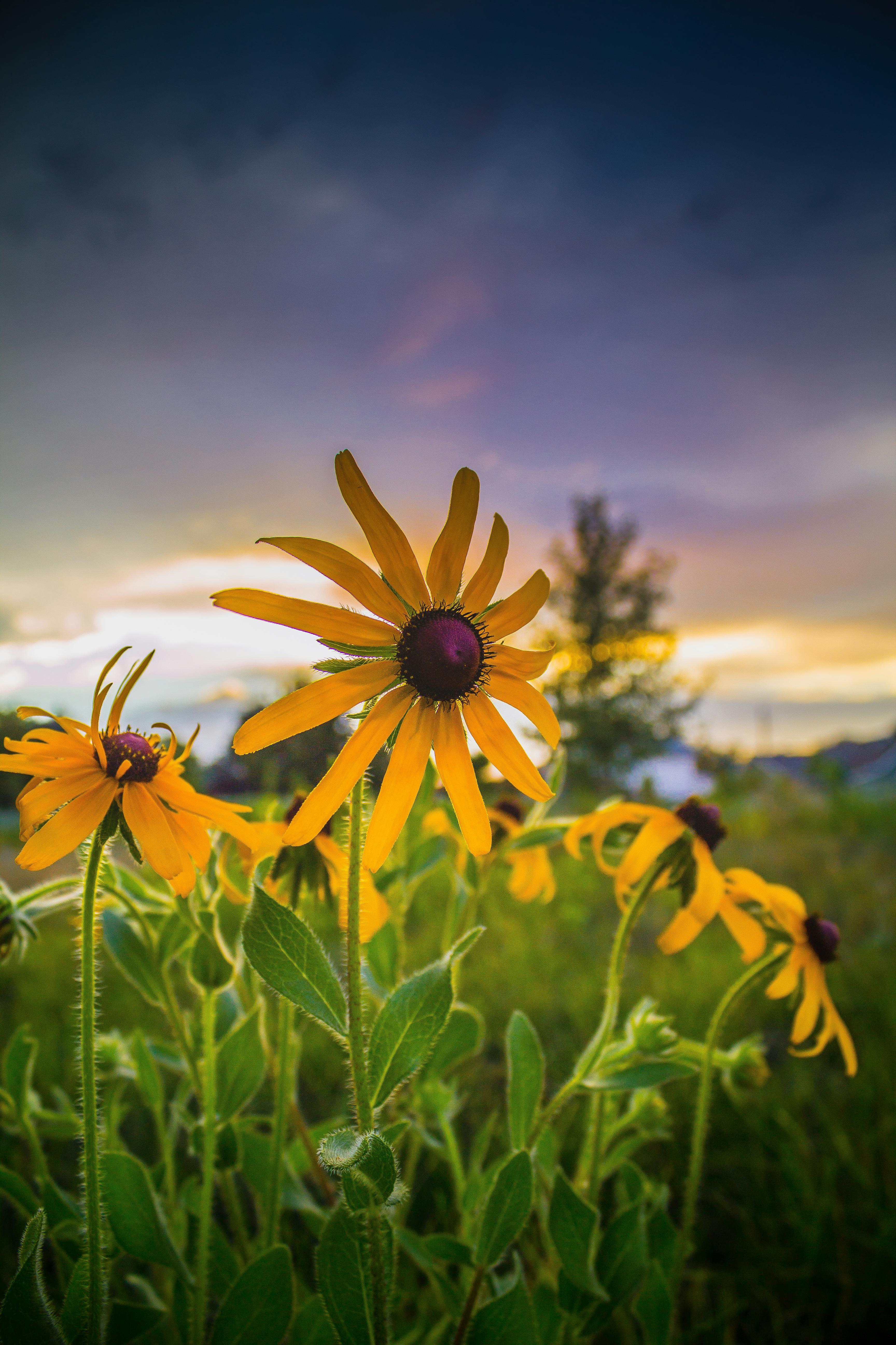 Black-Eyed Susan