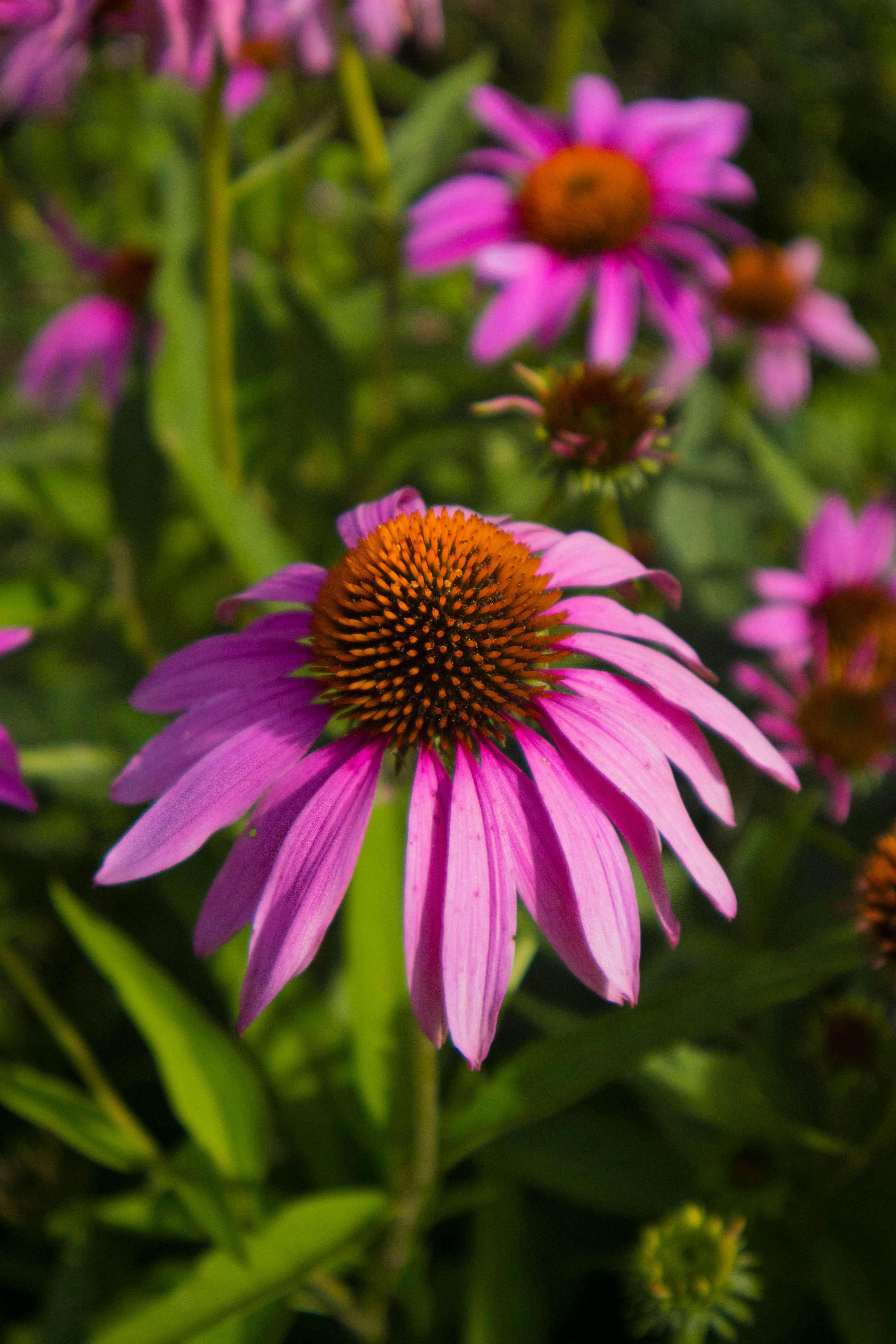 Coneflower