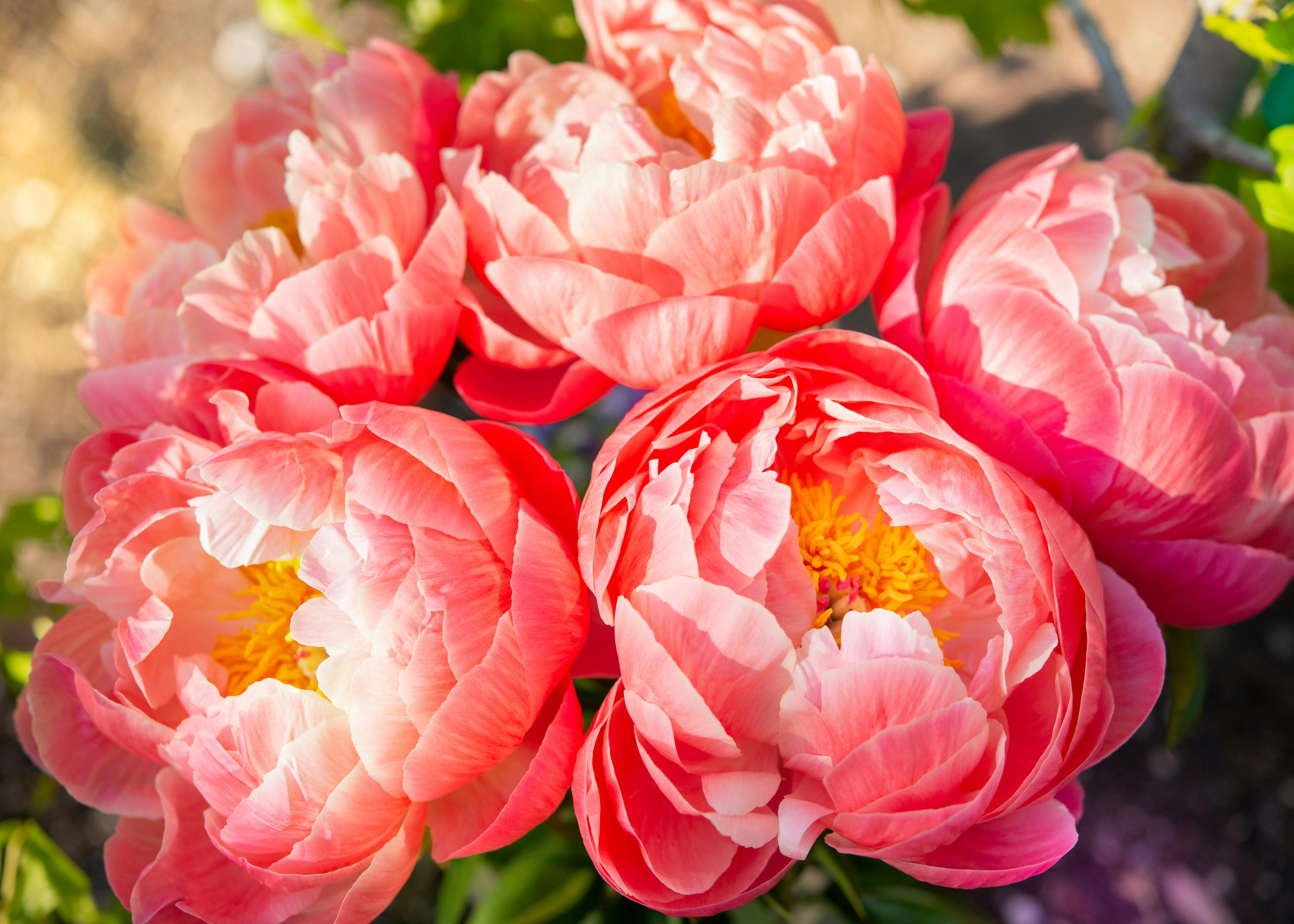 Peonies